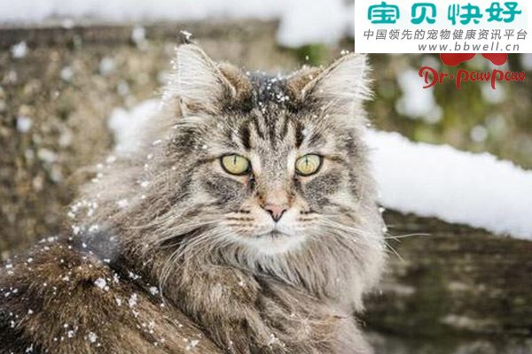 什么是猫瘟