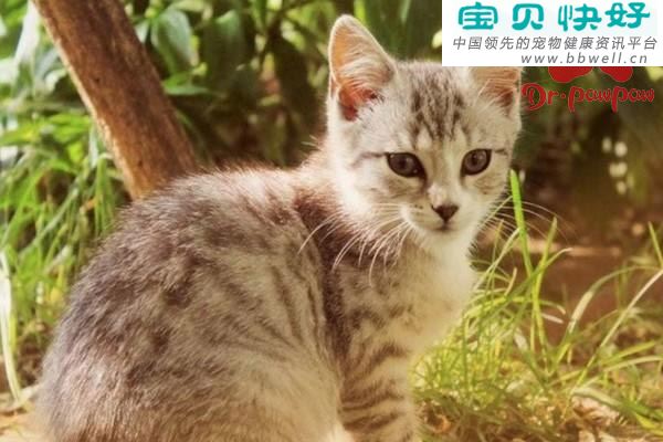 猫病毒性鼻气管炎