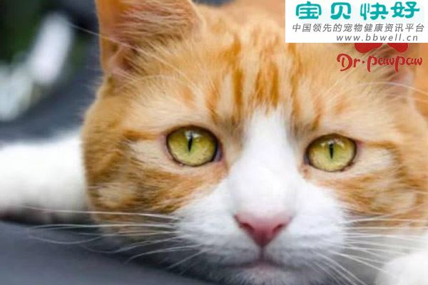 猫病毒性鼻气管炎的症状