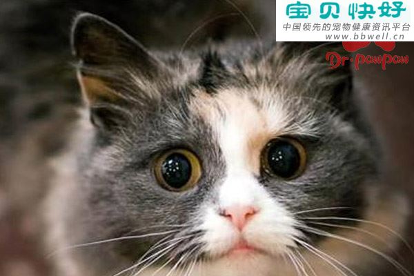 猫病毒性鼻气管炎治疗