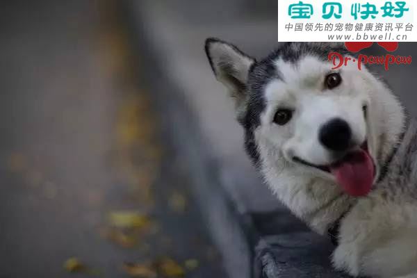 狗狗身上有皮屑的原因