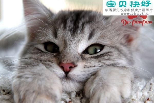 猫患湿疹该怎么办