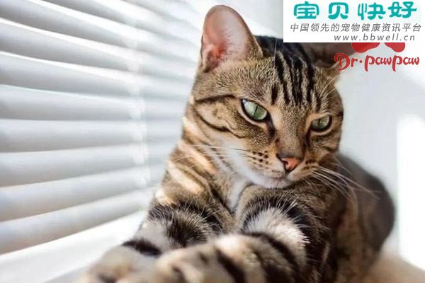 猫要是发烧了应该吃什么药比较好？