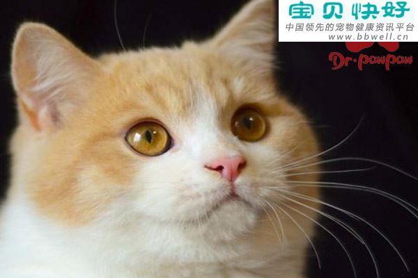 猫流黄鼻涕