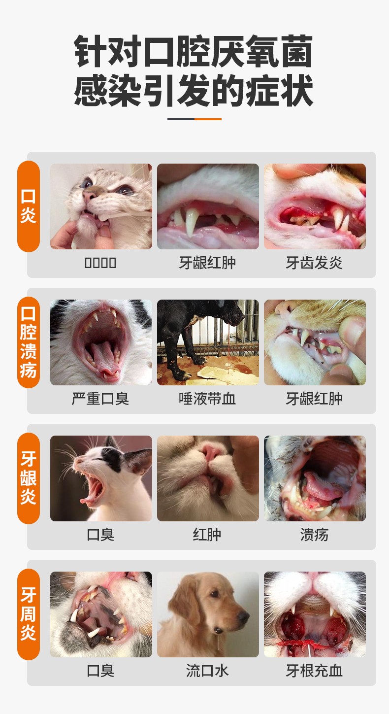 猫犬口炎口腔溃疡