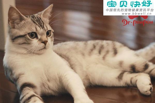 猫骨关节炎的症状