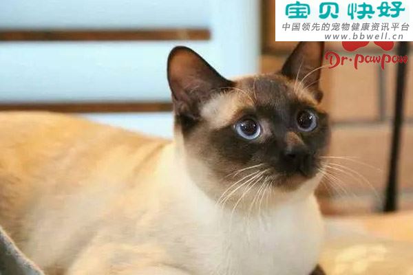 猫支气管炎