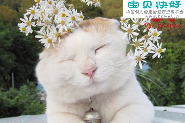 猫急性肠胃炎症状