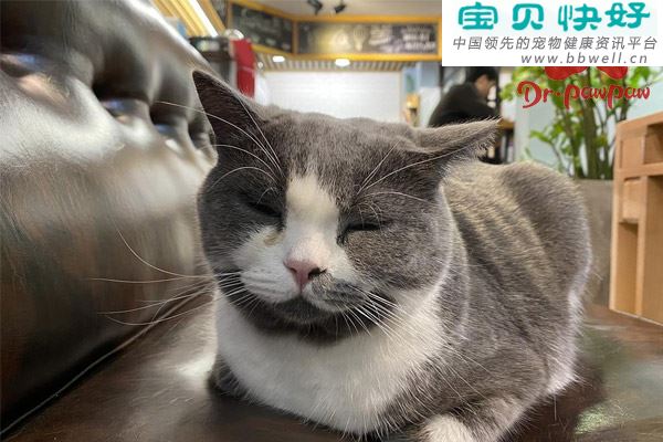 猫扁桃体炎的症状