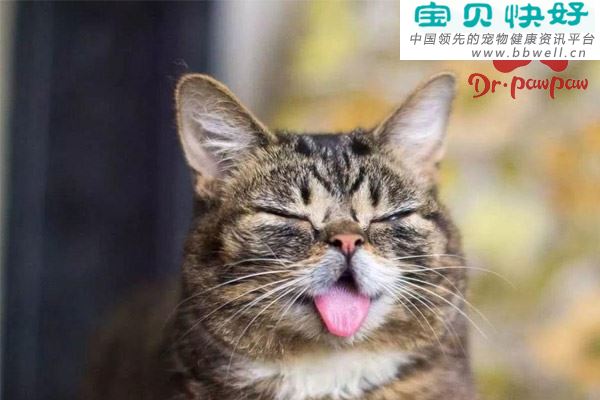 猫支气管哮喘如何确定病因