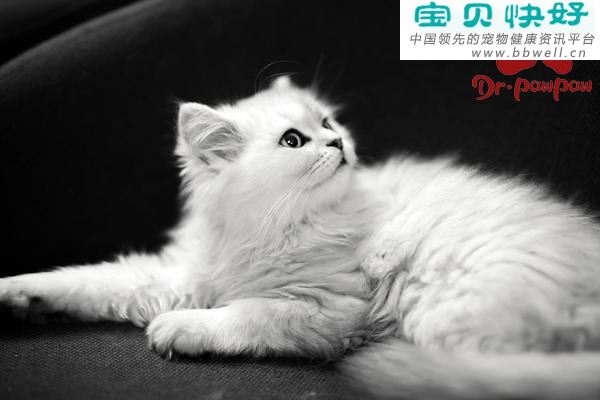 猫支气管痉挛症状