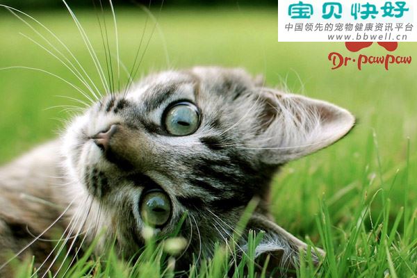 猫咪不消化的症状