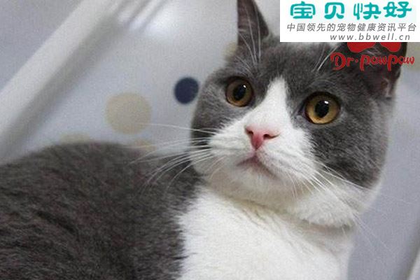 猫蠕形螨的症状