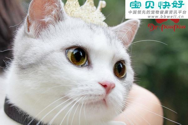 猫毛首线虫是什么