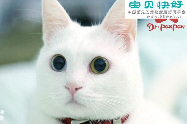 猫耳血肿的症状