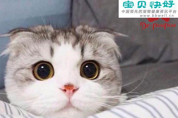 猫口炎的的病因