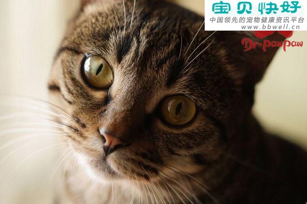 猫频繁挠眼睛