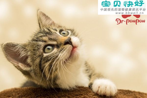 猫咪膀胱炎的症状