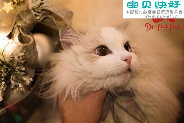 猫咪膀胱结石症状