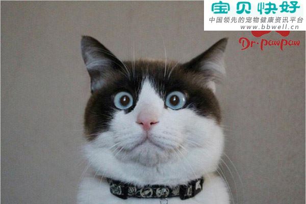 猫尿失禁的原因