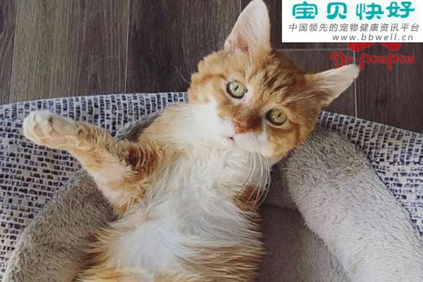 猫下呼吸道感染症状