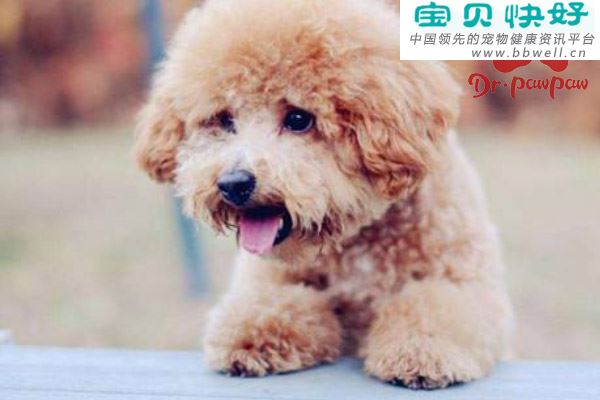 不同年龄段的犬猫每日需要摄入多少能量？