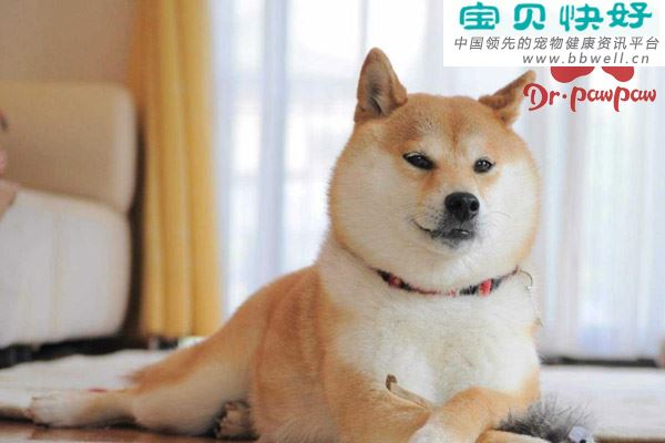 犬猫每日所需能量