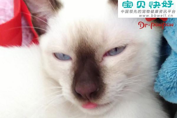 猫咪每天喝多少水