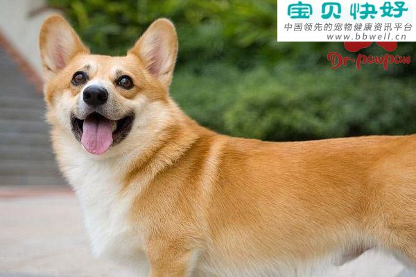 犬猫的饲养注意事项