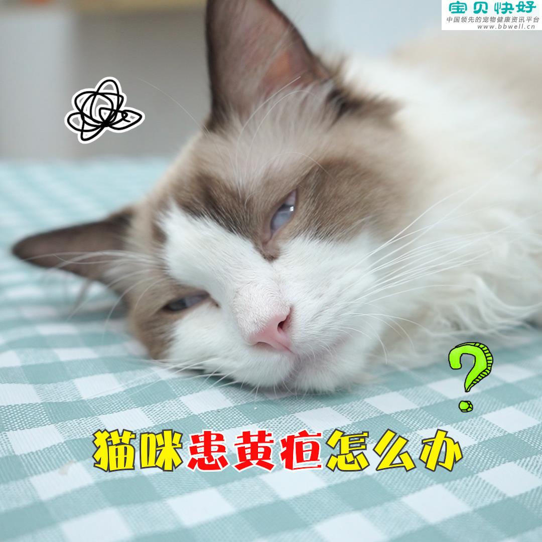 宠物健康科普视频：猫咪患上黄疸怎么办