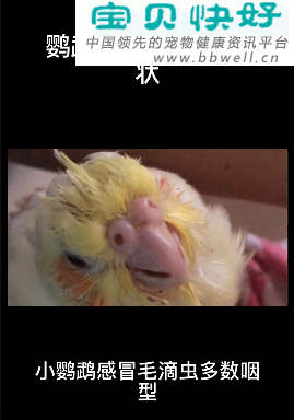 宠物健康科普视频：鹦鹉毛滴虫病的症状