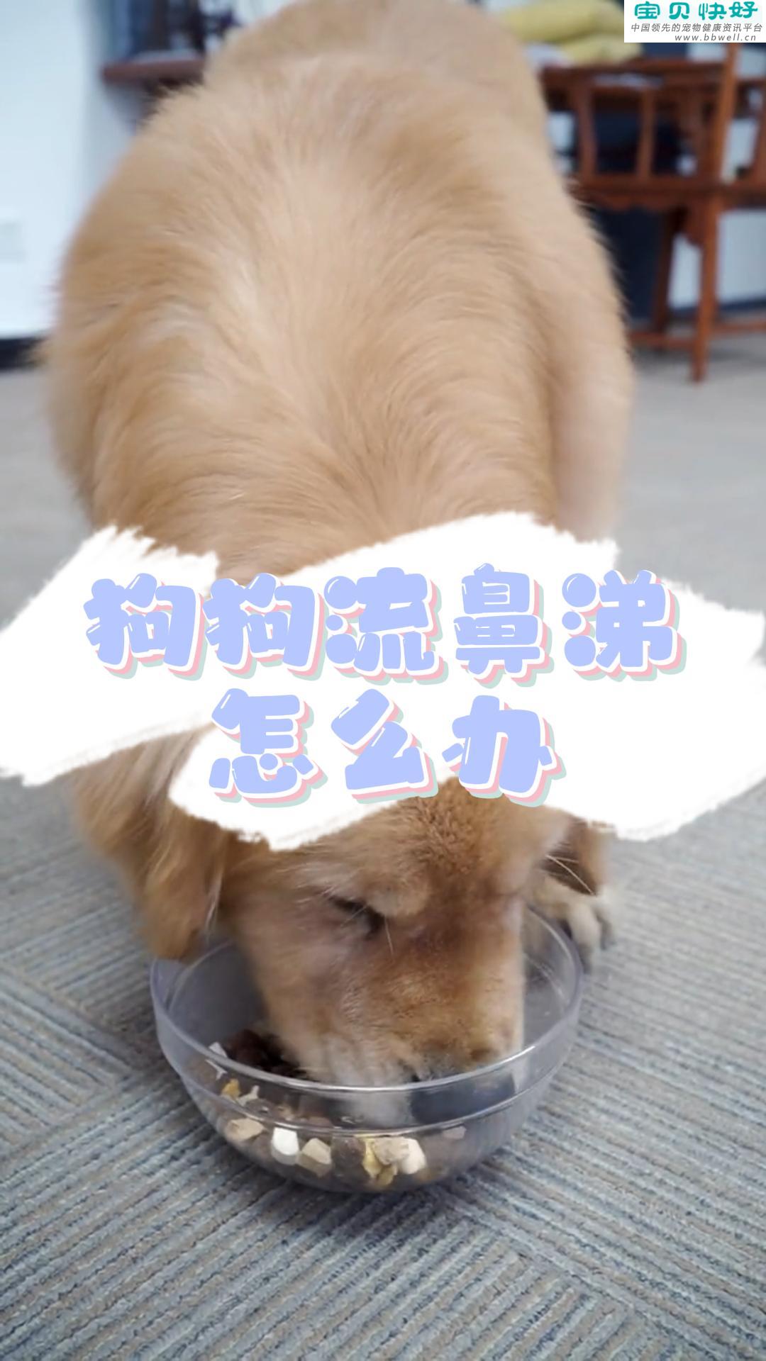 宠物健康科普视频：狗狗流鼻涕怎么办